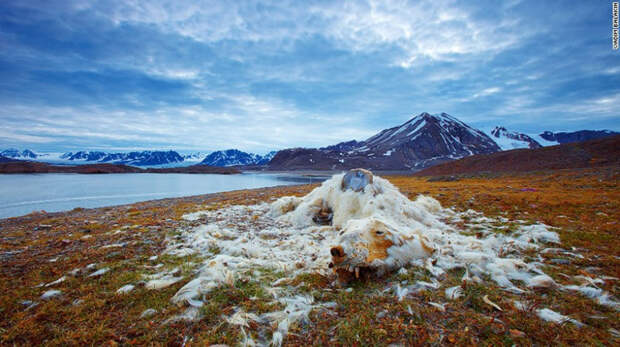 Эти останки белого медведя были обнаружены на одном из островов архипелага Свальбард, Норвегия.  животные, климат, природа