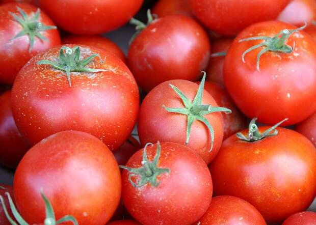 Применение трихопола для лечения помидоров и других огородных культур