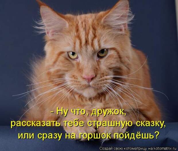 Лучшие котоматрицы недели (50 фото)