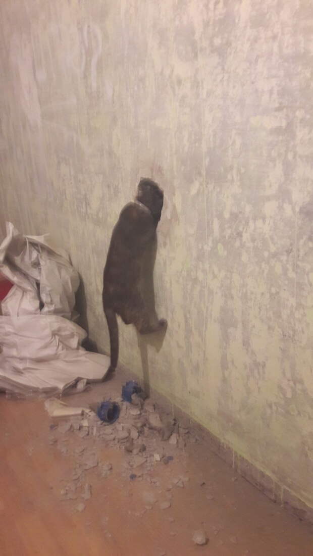 Когда же этот ремонт уже закончится?!