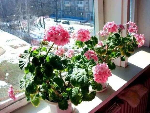 Чем подкармливать шикарную герань. 03