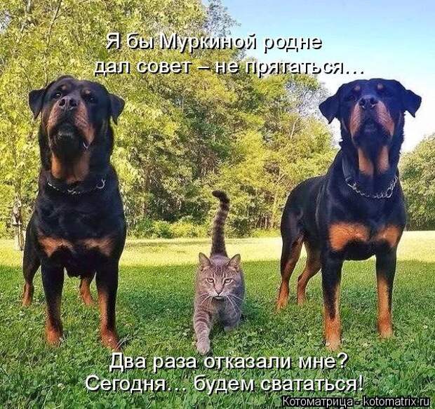 Котоматрицы
