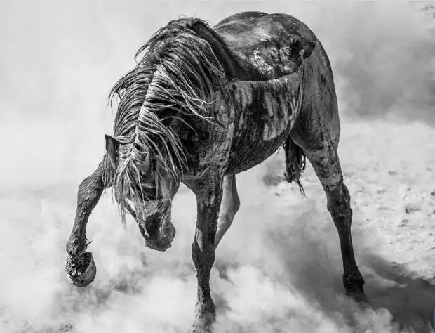 Из жизни животных - Жизнь - театр - Медиаплатформа МирТесен