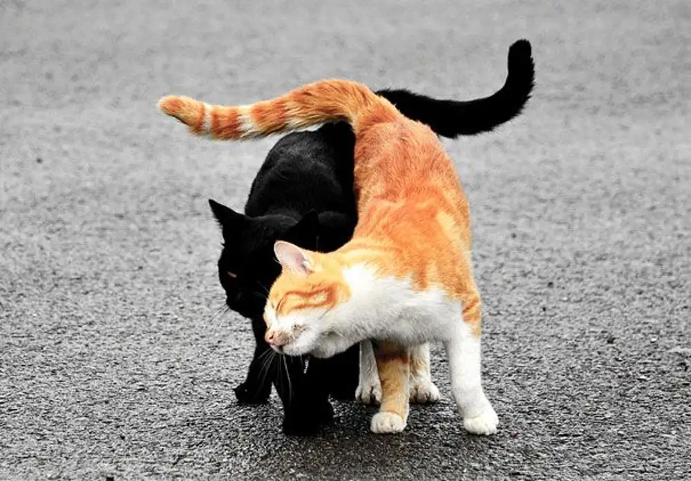 На хвосте каждой кошки. Рыжий и черный кот. Кошки любовь. Рыжий и черный котик. Черный и рыжий коты.