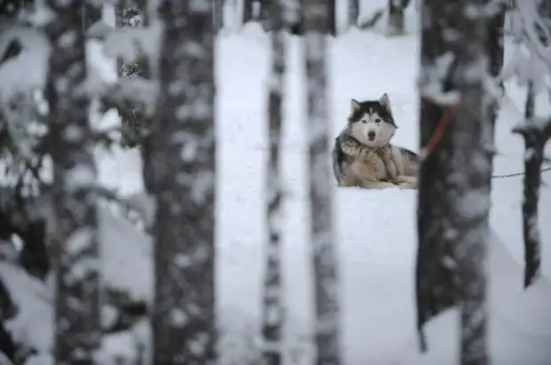 Plemeno husky (34 fotografií)