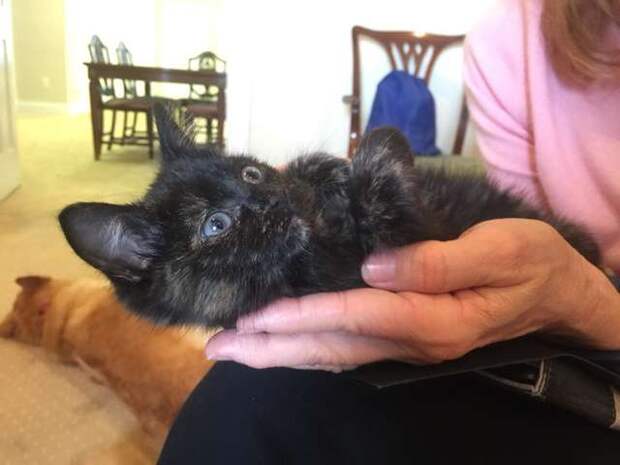котенок на руках