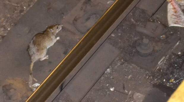 Крысы в метро: фото