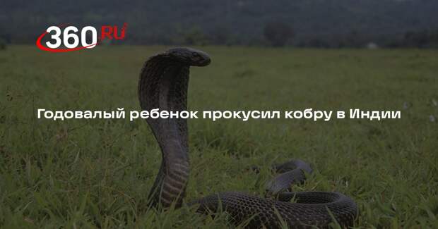 Годовалый ребенок прокусил кобру в Индии