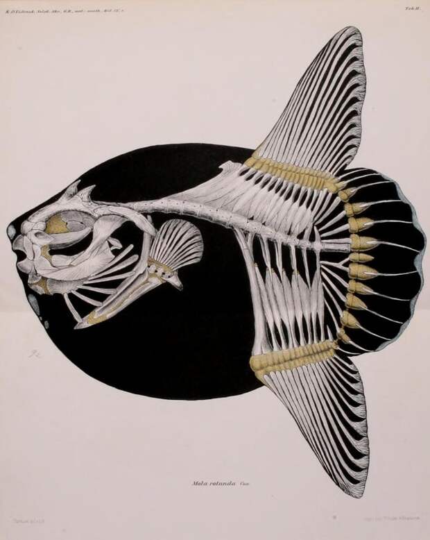 4. У луны-рыбы позвонков меньше, чем у других костистых рыб их всего 16, тазовый пояс полностью редуцирован, хвостовой плавник отсутствует Луна-рыба, животные, интересно знать, факты