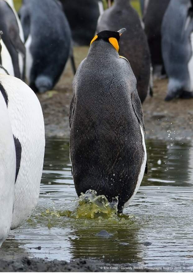 Финалисты конкурса Comedy Wildlife Photography Awards: самые забавные фотки из мира дикой природы за 2019 год Фотография, Дикая природа, Животные, Птицы, Длиннопост
