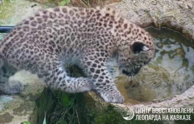 В Сочи детеныш трехлапой самки леопарда изучает места обитания