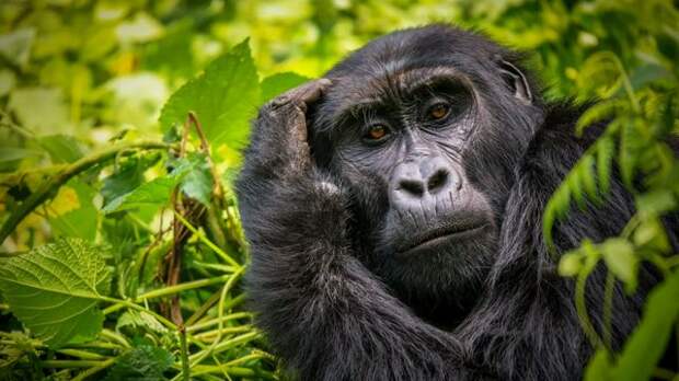 Загляните в глаза горилле, и вы сразу ощутите, что на вас оценивающе смотрит представитель иного разума