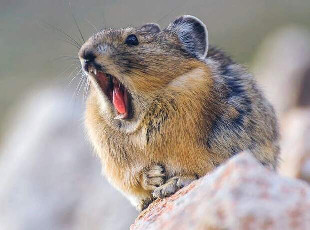 Английское название нашего гостя - pika. Никого не напоминает?..