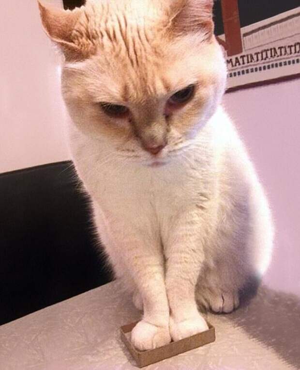 Коробочка моя! Отдохну пока в ней, как могу, а то стащат ведь... животные, коты, смешно, фото