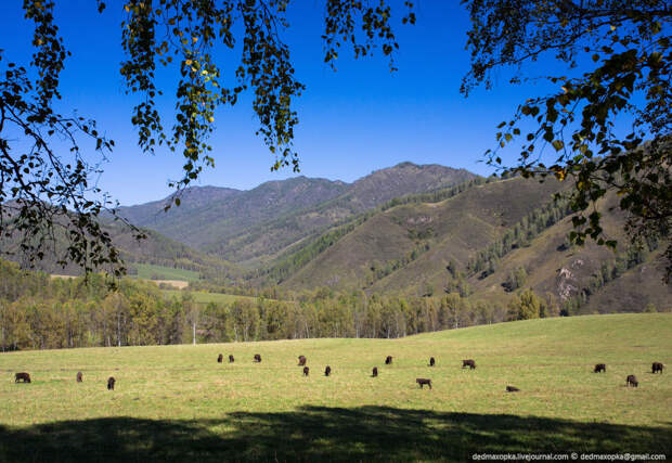 Зубры, они же европейские бизоны Зубры, они же европейские бизоны