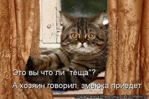 Котоматрицы(картинки с надписями)