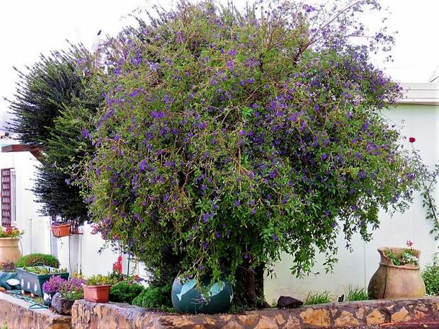1-Solanum rantonnetii_IMG_8021 (2)