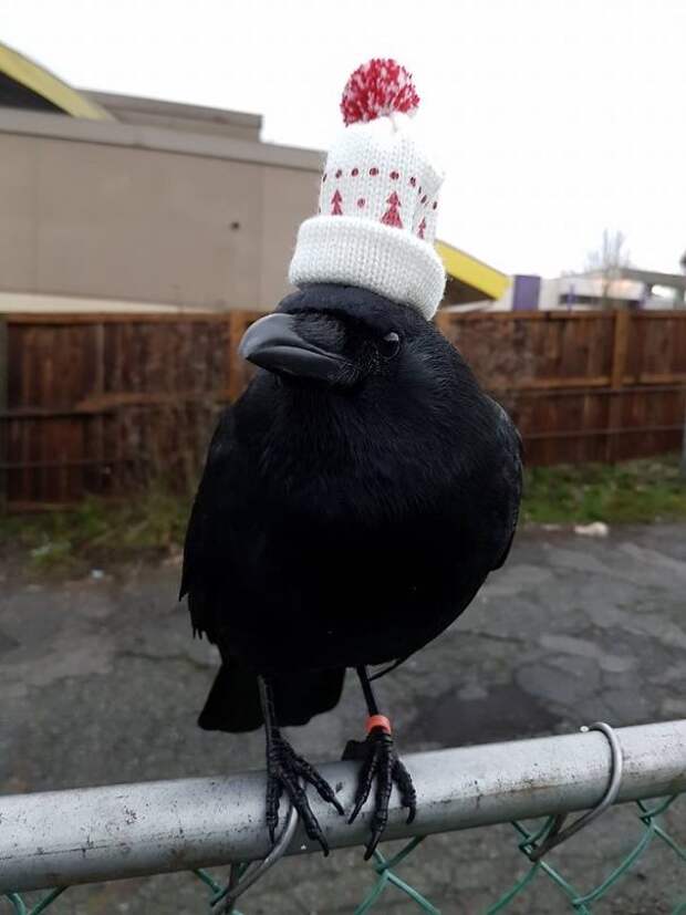 He Has A Hat.