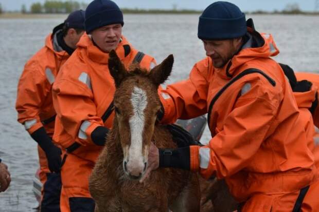 В Тюменской области спасатели вызволили из водного плена табун лошадей