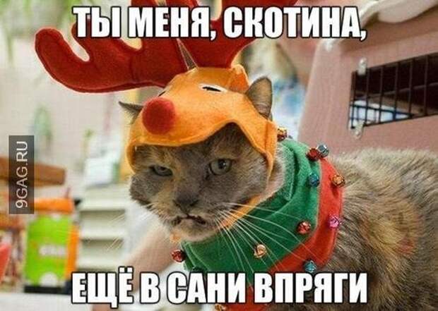 Картинки по запросу ПРикольные рождественские коты