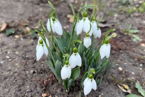 Россиянам напомнили об уголовной ответственности за сорванные подснежники
