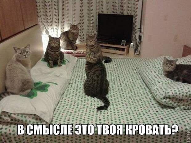 анекдоты в картинках смешные до слез
