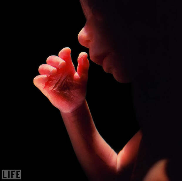 Легендарные фотографии журнала LIFE