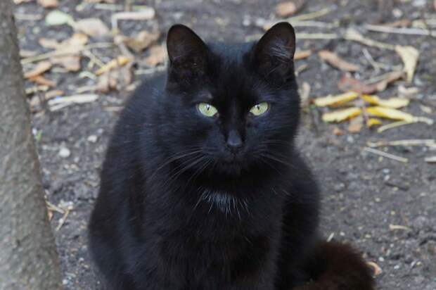 Черные коты выглядят очень элегантно, а некоторый налет суеверного страха придает им неописуемый шарм.