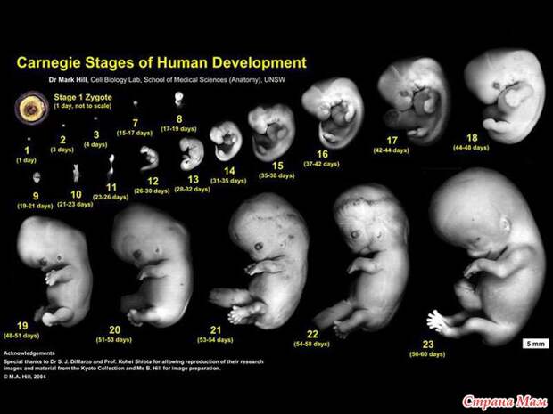 Картинки по запросу Для образования одноклеточного эмбриона