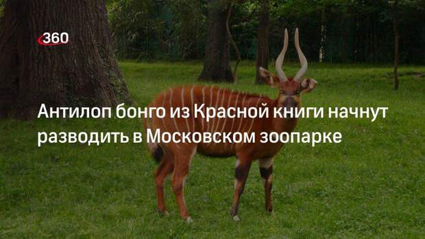 Работники Московского зоопарка начнут разводить антилоп бонго из Красной книги