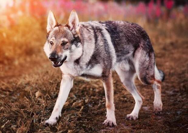 Чехословацкая волчья собака открывает топ-10 самых дорогих пород