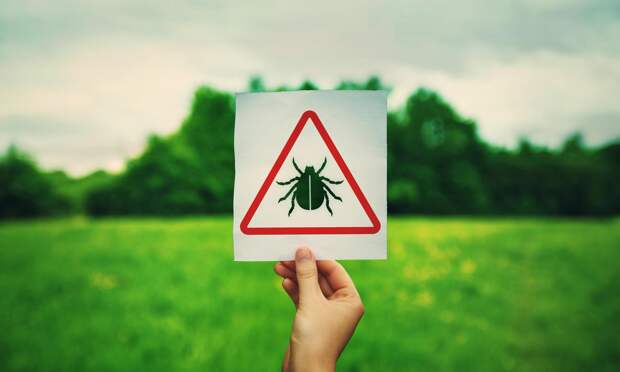 После прогулки снял с себя 140 клещей: чего ждать от кровососущих в этом сезоне