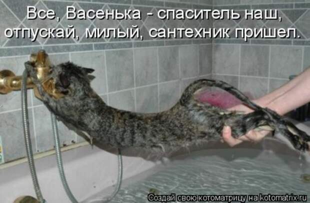 Новая котоматрица для всех! (34 фото)
