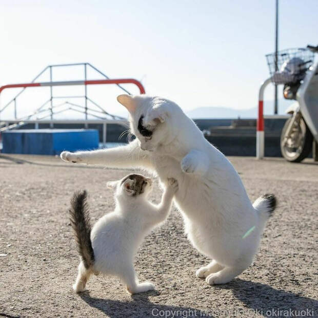 Уличные котики Токио на снимках Масаюки Оки