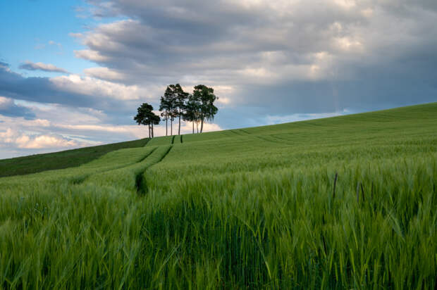 Spuren im Feld by Susanne Friedrich on 500px.com