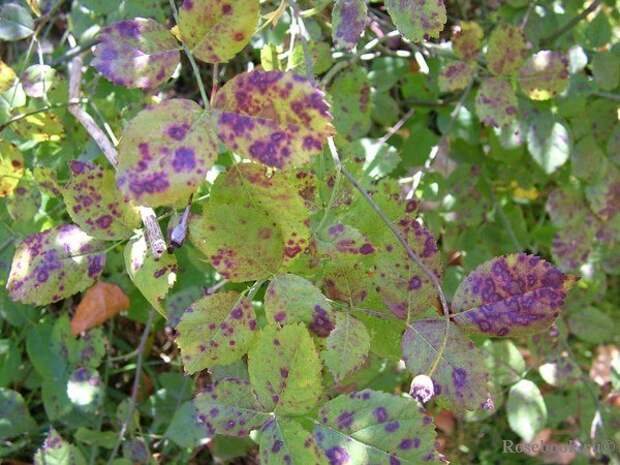 вы (600x450, 86Kb)