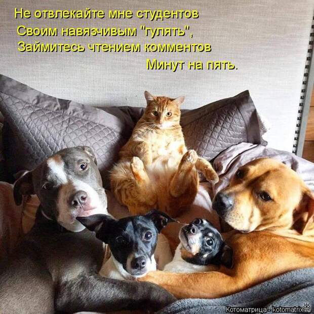 Приколы в котоматрице 10