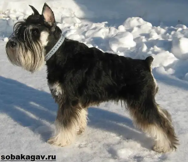 Цвергшнауцер собака. Описание, особенности, уход и цена цвергшнауцера