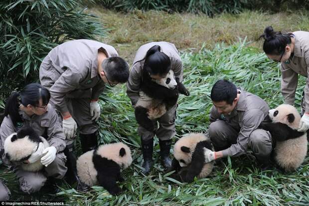 Эти 36 детенышей панды сломают ваш мимиметр! животные, зоопарк, мило, мимиметр, панда, панды, природа, фото