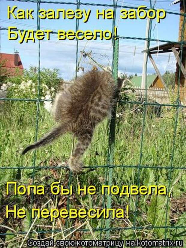 Котоматрицы(картинки с надписями)