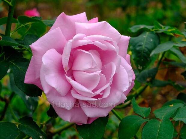 Фото красивых роз из королевского парка 9