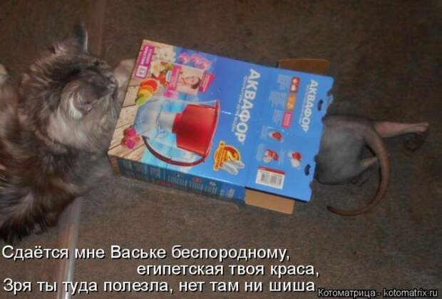 Забавные животные (50 фото)