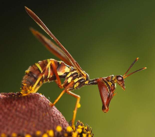 насекомые выглядят как другие животыне насекомые, насекомые похожие на других, маскировка насекомых