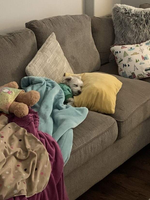 Bigpicture.ru забавных фото с животными, которые гарантированно поднимут вам настроение