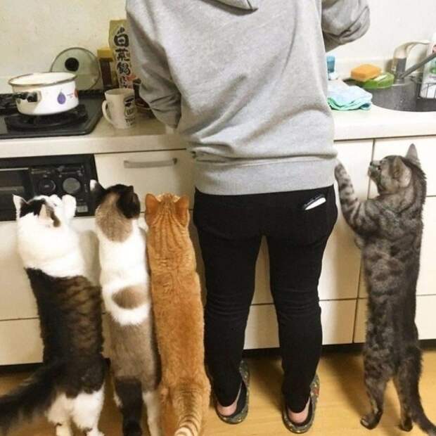 картинкопост