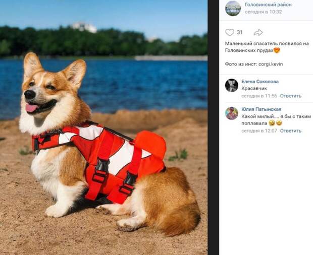 Четвероногий спасатель из Уэльса показал язык на Головинских прудах