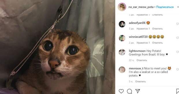 Кот Картошка, который остался без ушей