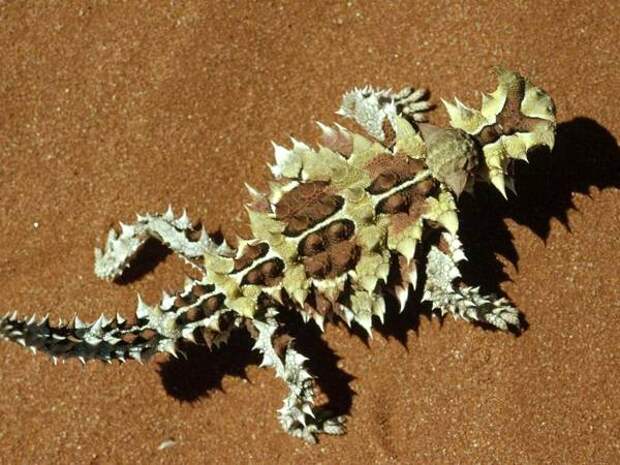 Молох, или колючий дьявол (Moloch horridus), фото рептилии фотография