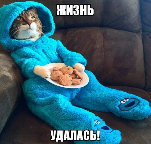 Забавный котопост)