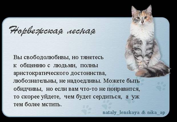 Породы кошек в картинках